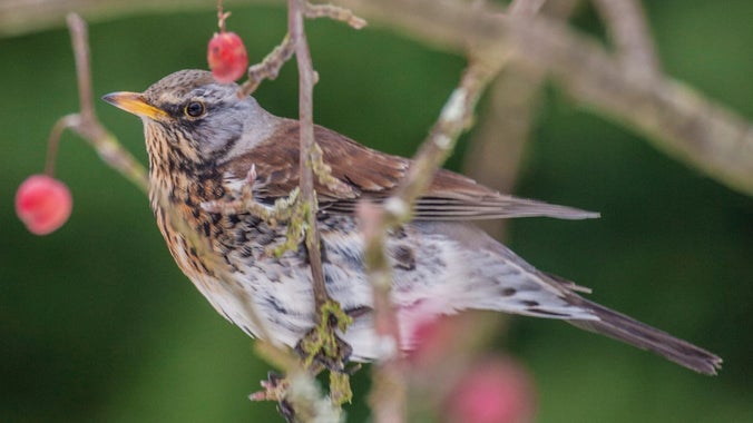 A fieldfare bird perches in branches with red berries